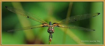 Rhyothemis phyllis