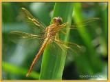 <em>Crocothemis servilia</em>