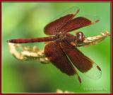 <em>Neurothemis fluctuans</em>