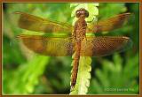 <em>Neurothemis fluctuans</em>