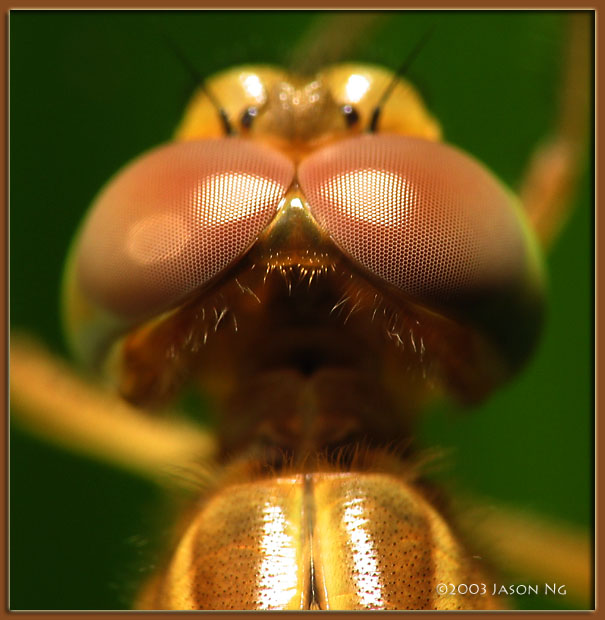 <em>Crocothemis servilia</em>