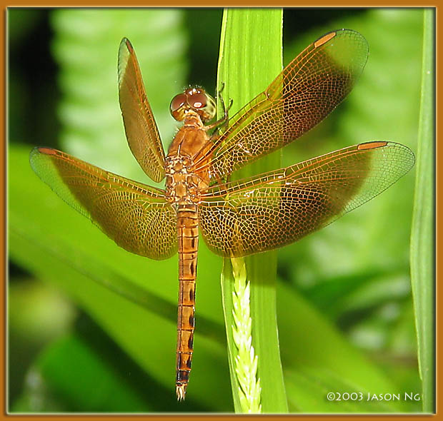 <em>Neurothemis fluctuans</em>