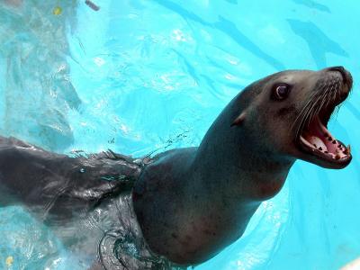  Sea Lion by Steven