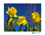 MC50: Spring - A New Day by Marc Baumser