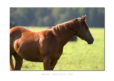 u16/mucker/medium/38946781.horse.jpg