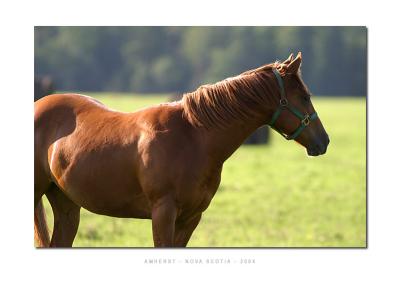 Horse near Amherst