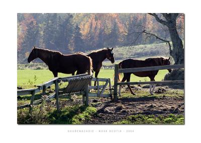 Shubenacadie