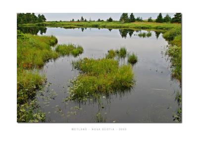 Wetland