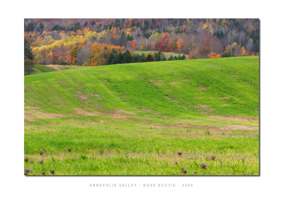 Field - Annapolis Valley