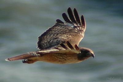Hawk Over Sea (04-12-05)
