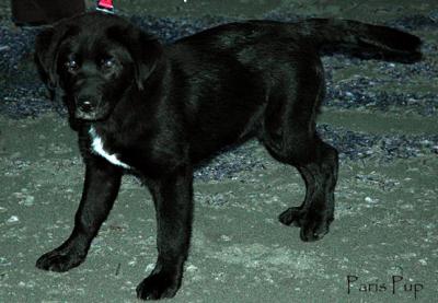 Paris Pup (04-16-05) Vellela-Beach-Night