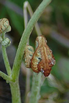 Fiddlehead Fern