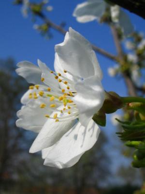 cherry flower