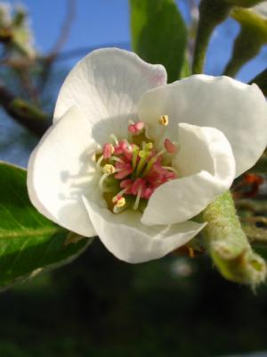 pear flower