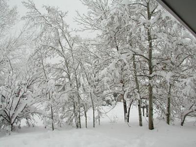 Frontyard