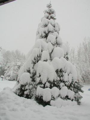 Snow covered tree