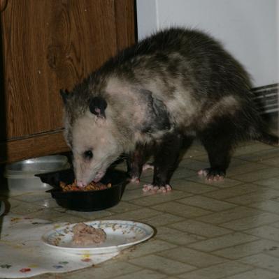 Cat playing Possum