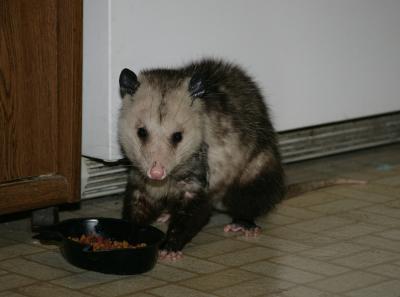 Cat playing Possum