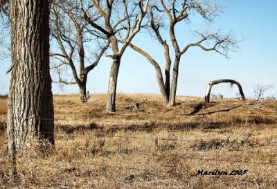 'tree gymnastics ... '