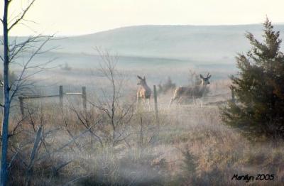 'foggy sighting ... '