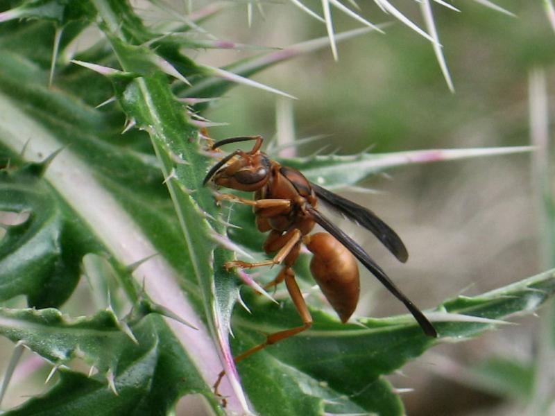 Red Wasp *