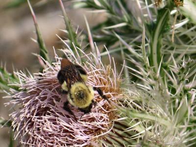 Bee on a Thistle *