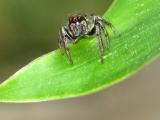 Itsy Bitsy Spider *