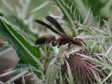 Wasp on a Thistle *