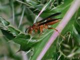 Red Wasp *