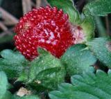 Wild Strawberry *