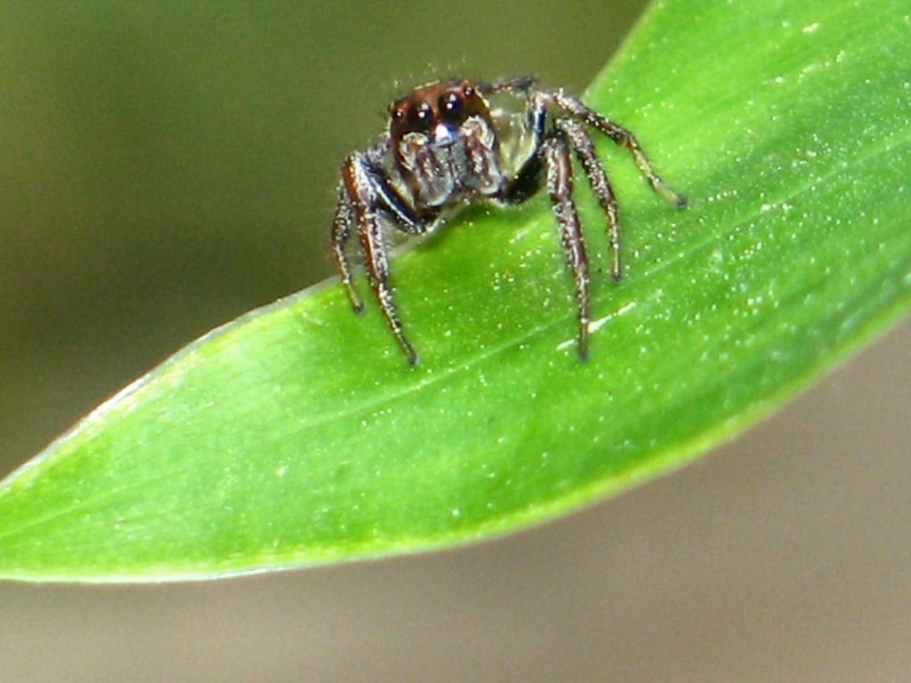 Itsy Bitsy Spider *