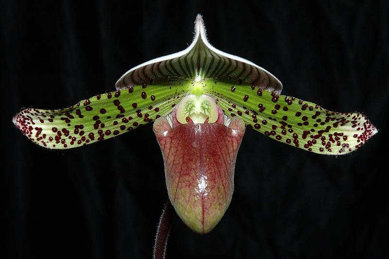 paph. sukhakulii