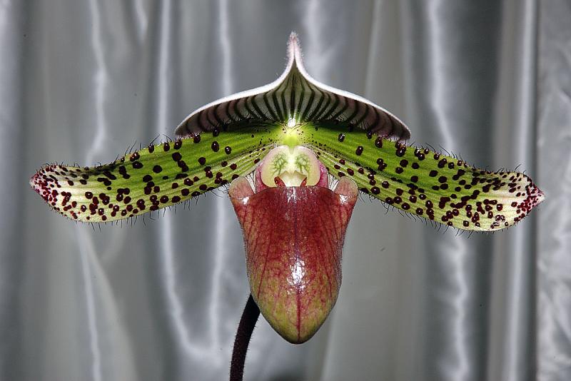 paph. sukhakulii