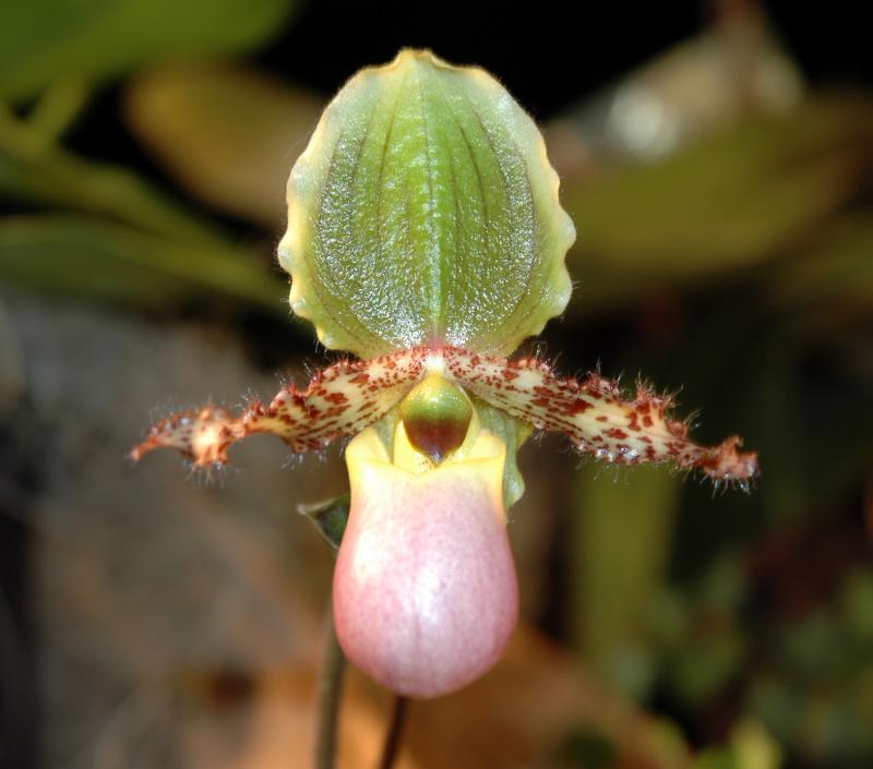 Paph. Maquetteanum