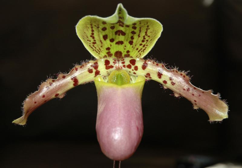 Paph chamberlainianum x henryanum