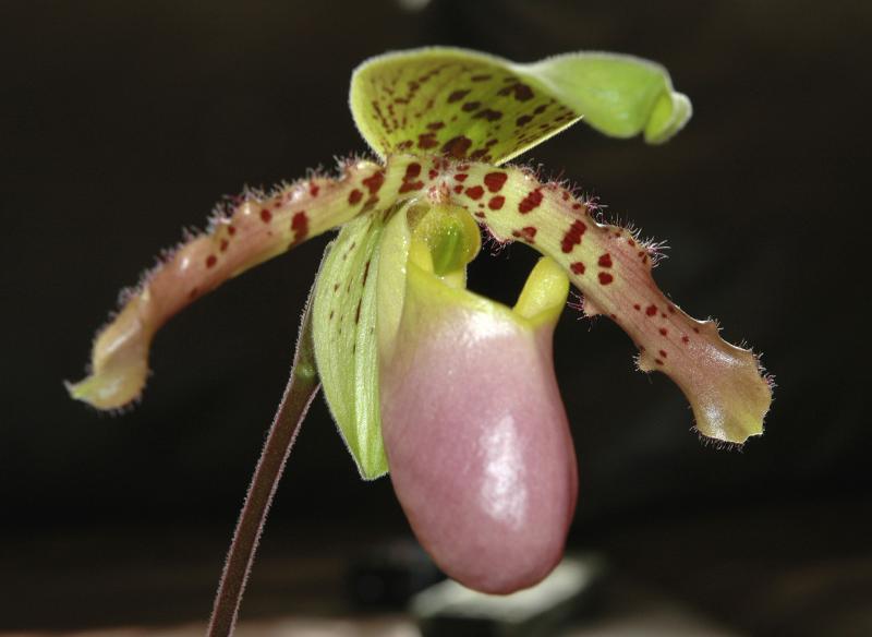 Paph.chamberlainianum x henryanum