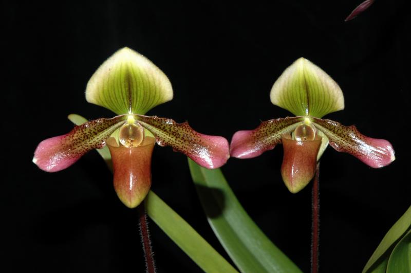 Paph. hookerae x mastersianum