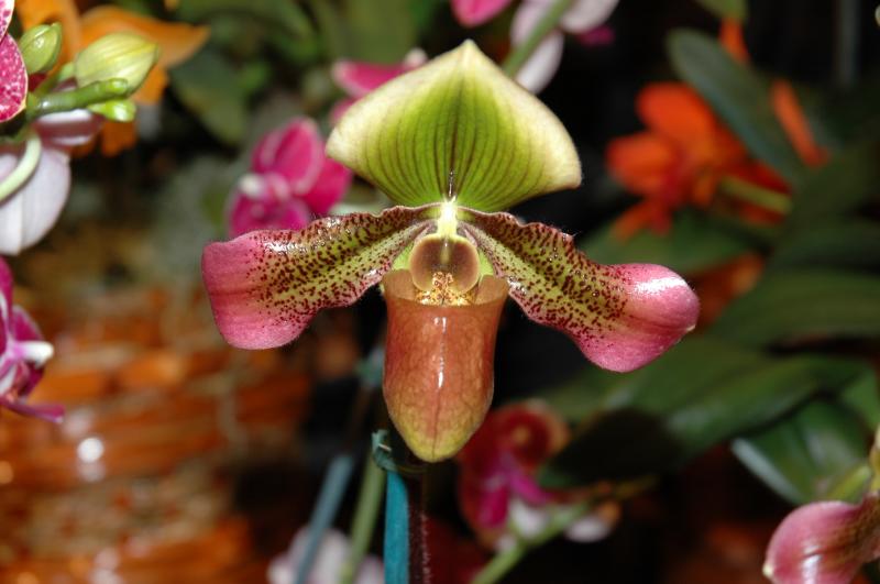 Paph. Hookerea x Mastersianum