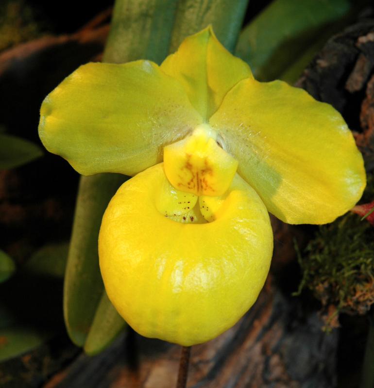 Paph. Ameniacum