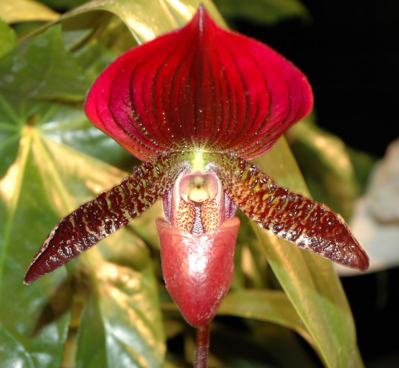 Paph Will Vanbanlen