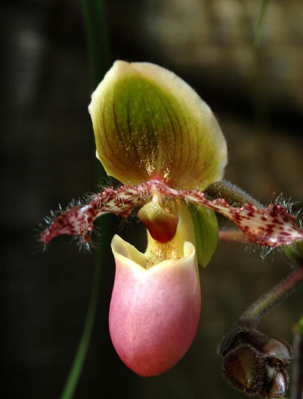Paph. Glaucophylum