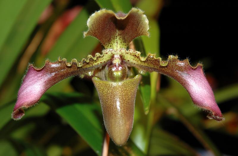 Paph. hirsutissinum