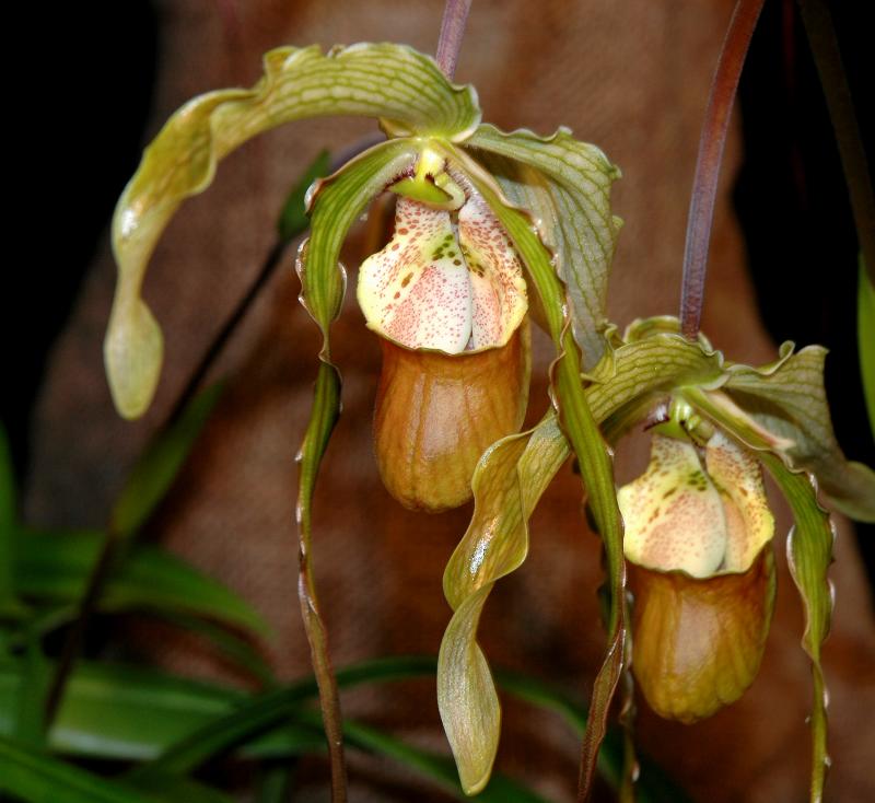 Phragmipedilum