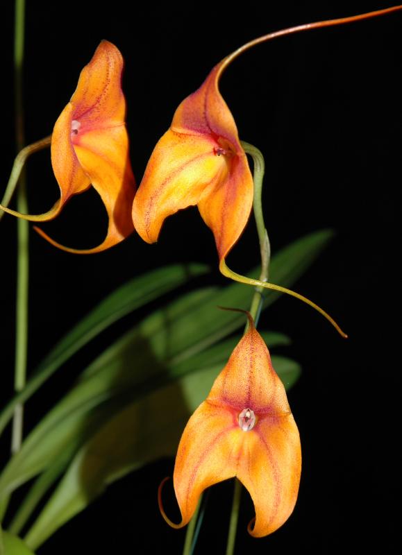 Masdevallia 1