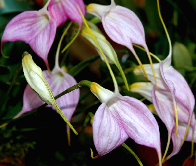 Masdevallia 2