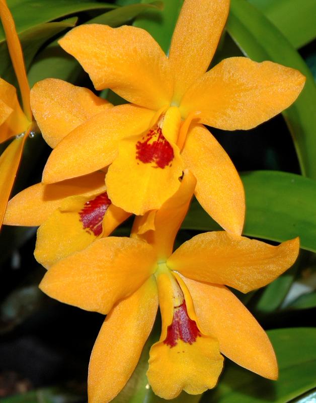 Laelio Cattleya