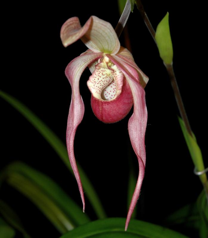 Phragmipedilum.4