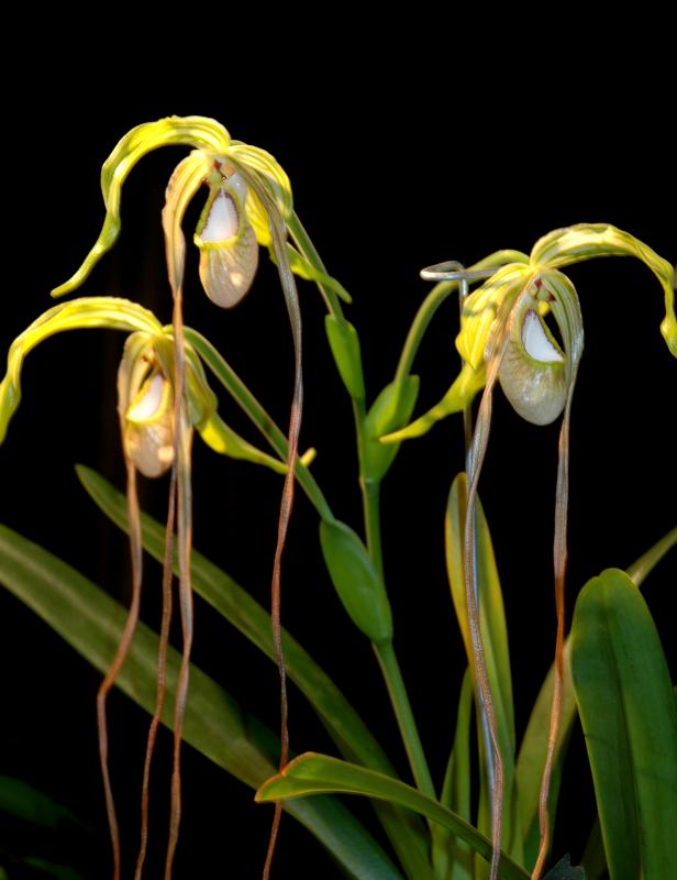 Phragmipedilum  6