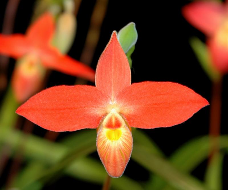 Phragmipedilum 7