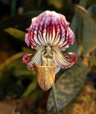 Paph. Fairrieanum